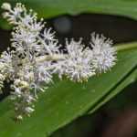 Smilacina: planting and care