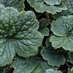 Tellima grandiflora: planting, care