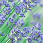 7 perennials for a South-facing garden