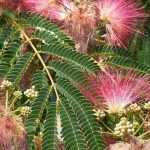 Diseases and pests of Albizia
