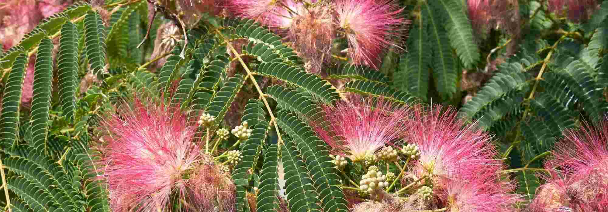 Diseases and pests of Albizia