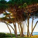 7 trees for coastal gardens