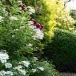 6 shrubs for a north-facing hedge