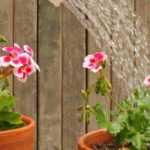 Watering potted plants