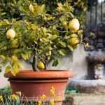 How to water a lemon tree well