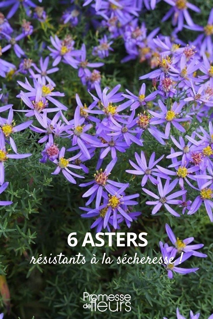 aster drought-resistant