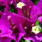 Which bougainvillea to plant according to your region?
