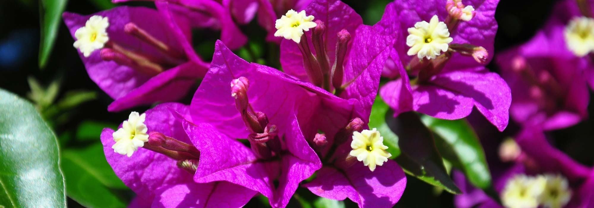 Which bougainvillea to plant according to your region?