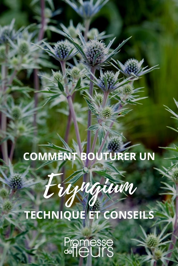 How to Take Cuttings from Eryngium: A Tutorial

Taking cuttings is a fantastic way to propagate and expand your collection of the striking Eryngium, commonly known as sea holly. This tutorial will guide you through the process step-by-step, ensuring you can successfully grow these beautiful plants in your own garden.

### Step 1: Select the Right Time
The best time to take cuttings from Eryngium is in late summer, when the plants are mature but not yet dormant. This ensures the cuttings will have enough time to establish roots before the colder months.

### Step 2: Choose Healthy Stems
Look for healthy, vigorous stems that have not yet flowered. These will have the highest potential to root successfully. Avoid any stems that show signs of disease or stress.

### Step 3: Prepare Your Tools
You will need a sharp, clean pair of secateurs or a knife to take cuttings. Sterilize your tools beforehand to prevent the spread of any diseases to the cuttings.

### Step 4: Taking the Cutting
Carefully select a stem and make a clean cut just below a leaf node, about 10-15 cm in length. Remove the lower leaves, leaving only a couple at the top to reduce moisture loss.

### Step 5: Rooting the Cutting
Dip the base of the cutting in rooting hormone powder or gel to encourage root growth. Then, plant the cutting in a pot filled with a mix of perlite and peat-free compost. Water gently and place the pot in a warm, bright spot, but out of direct sunlight.

### Step 6: Aftercare
Keep the soil moist but not waterlogged. In about 2-4 weeks, the cuttings should start to show signs of growth. Once they have established a good root system, they can be transplanted into individual pots or directly into the garden.

By following these steps, you can effectively propagate Eryngium and enjoy these eye-catching plants in various parts of your garden. Happy gardening!