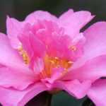 How to pair autumn camellias?