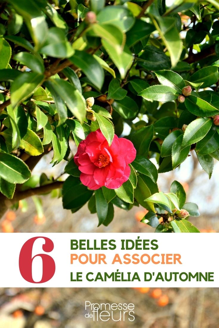 Camellia sasanqua - Pairing