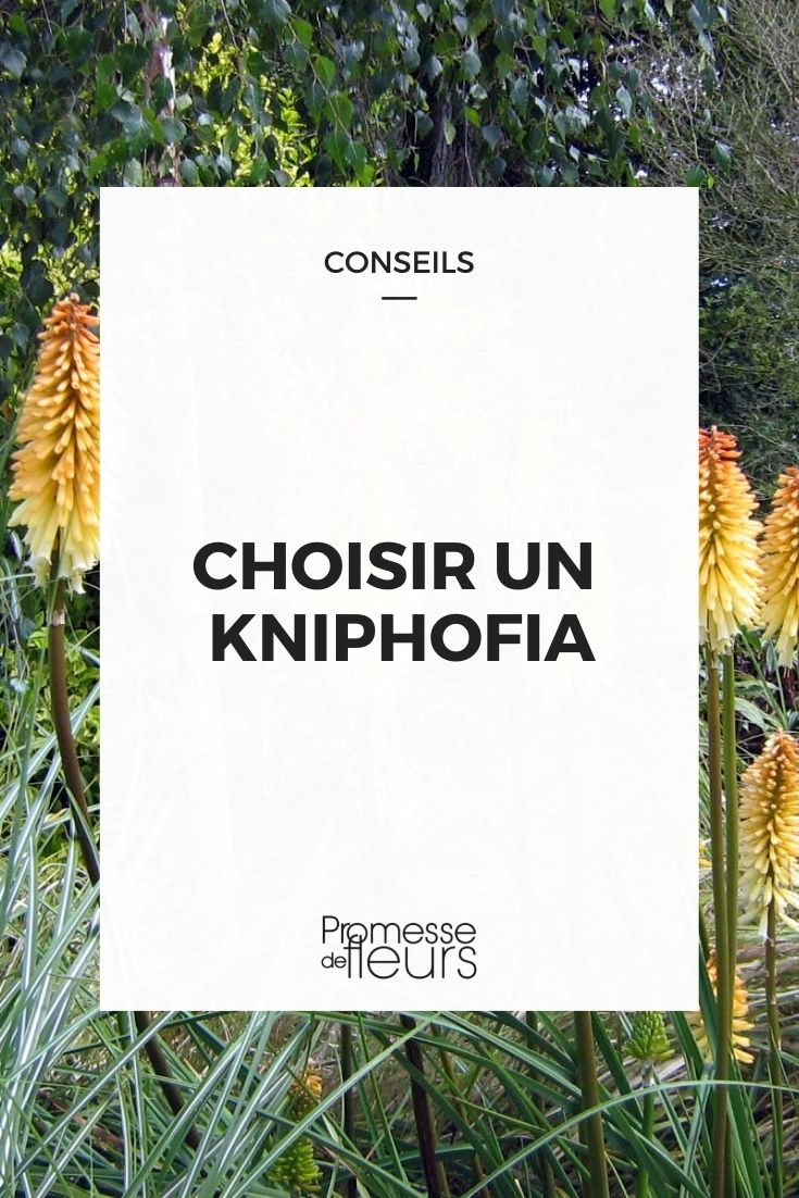 Choosing a Red Hot Poker