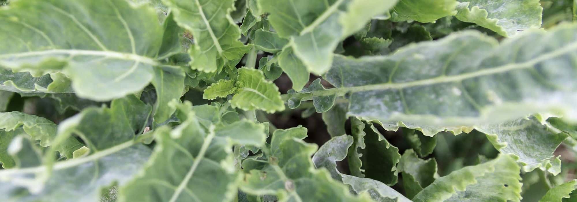 Growing Daubenton perpetual cabbage