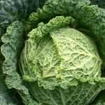 6 Milan cabbages to discover