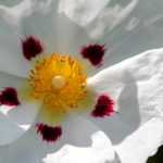 Planting a rockrose in a pot