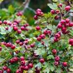 Diseases and pests of Hawthorn