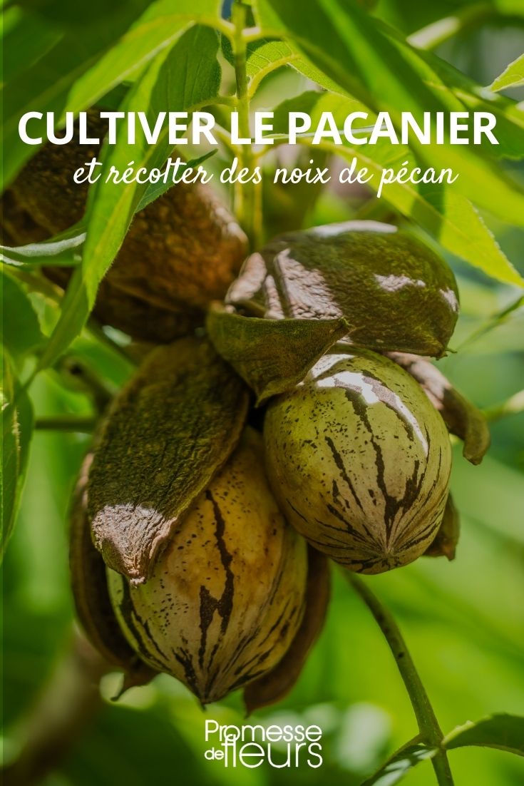 Growing Pecan Walnuts