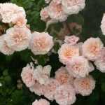 How to grow a climbing rose in a pot?