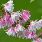 Growing Deutzia in a pot