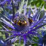 Propagate Eryngium