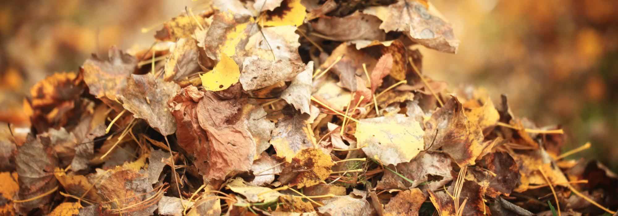 7 trees that produce a lot of fallen leaves