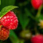Planting bare root raspberries