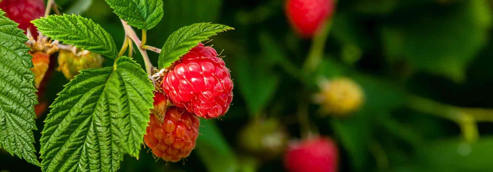 Planting bare root raspberries