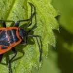 Firebugs, red and black insects that are beneficial for the garden