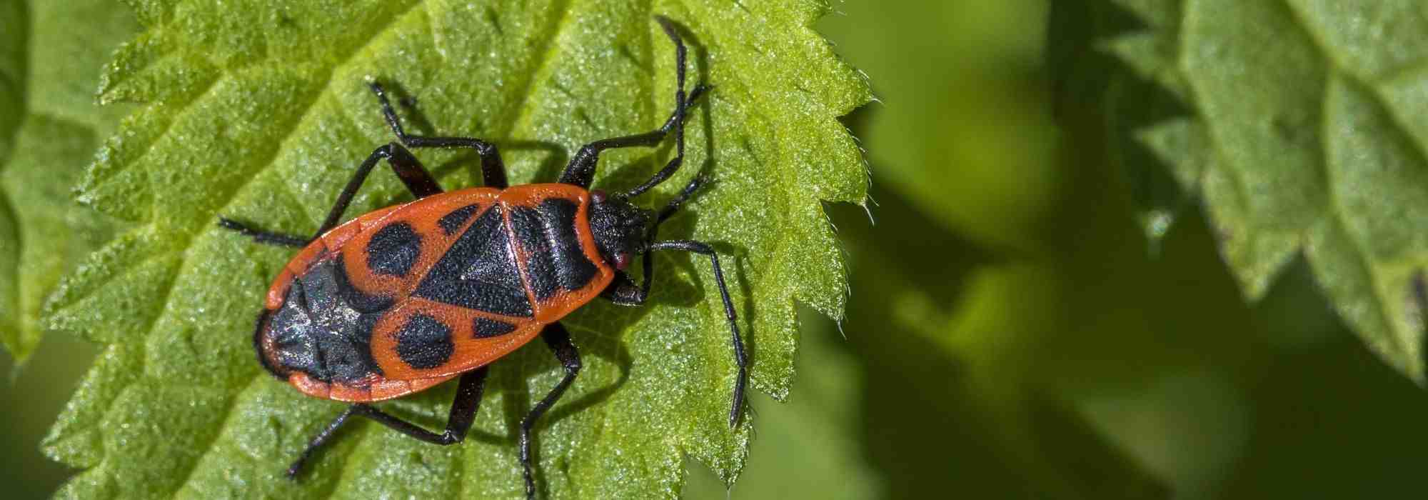 Firebugs, red and black insects that are beneficial for the garden