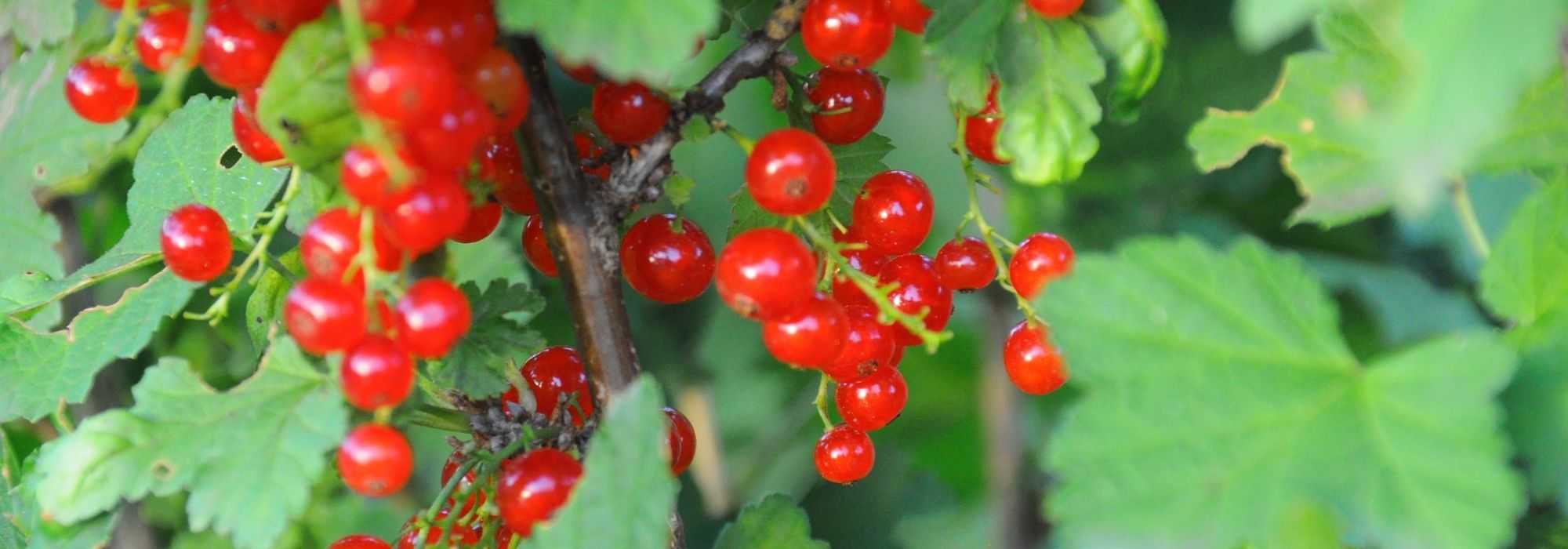 Planting gooseberries in bare roots