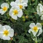 Pairing ideas with Helianthemums