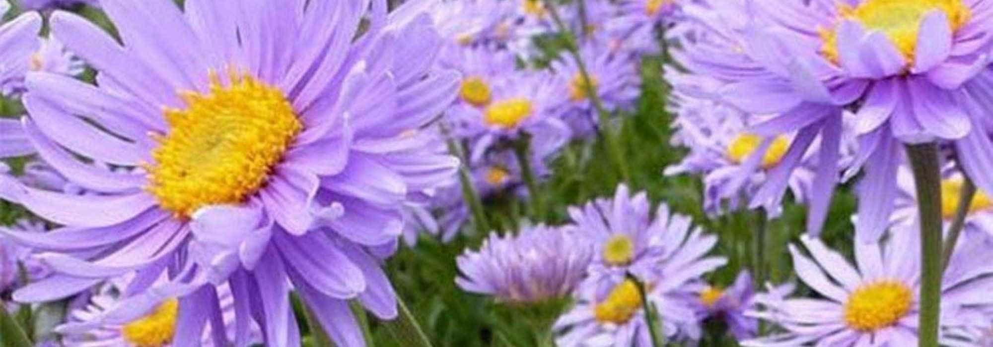 Drought-resistant asters