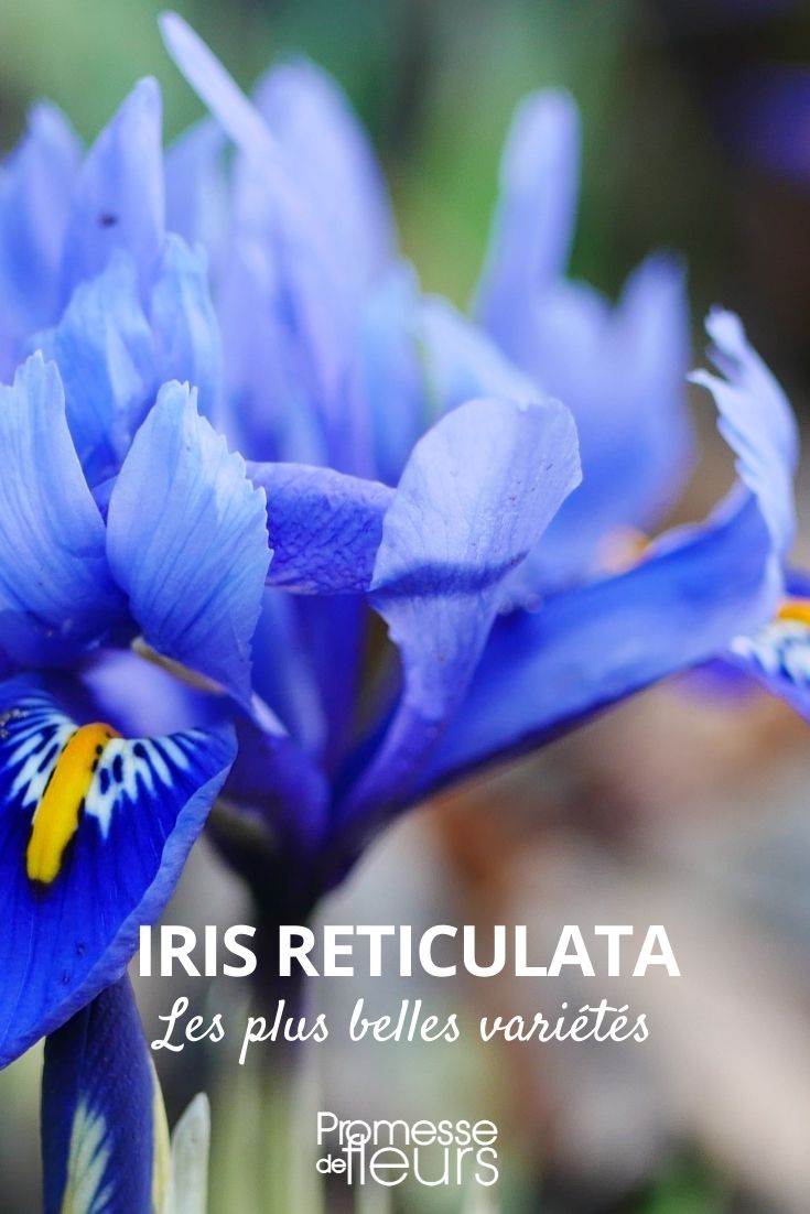 Iris reticulata: Most Beautiful Varieties