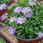 How to grow a kalimeris in a pot?