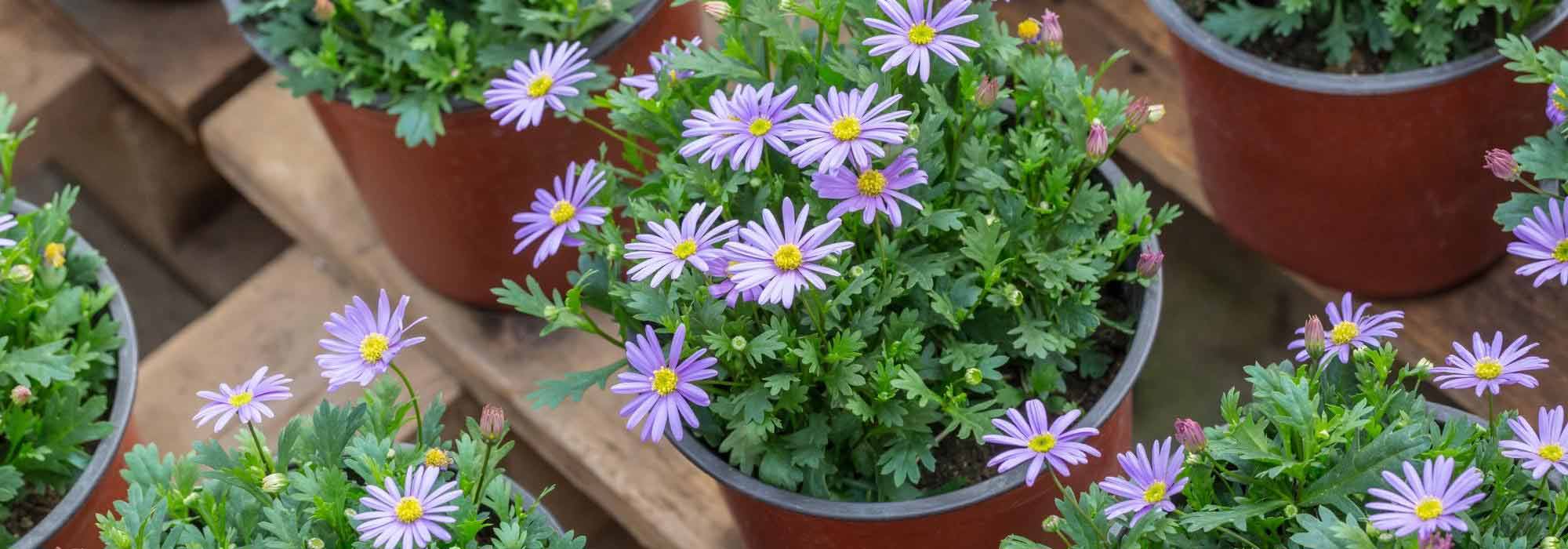 How to grow a kalimeris in a pot?