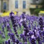 Pairing Lavenders
