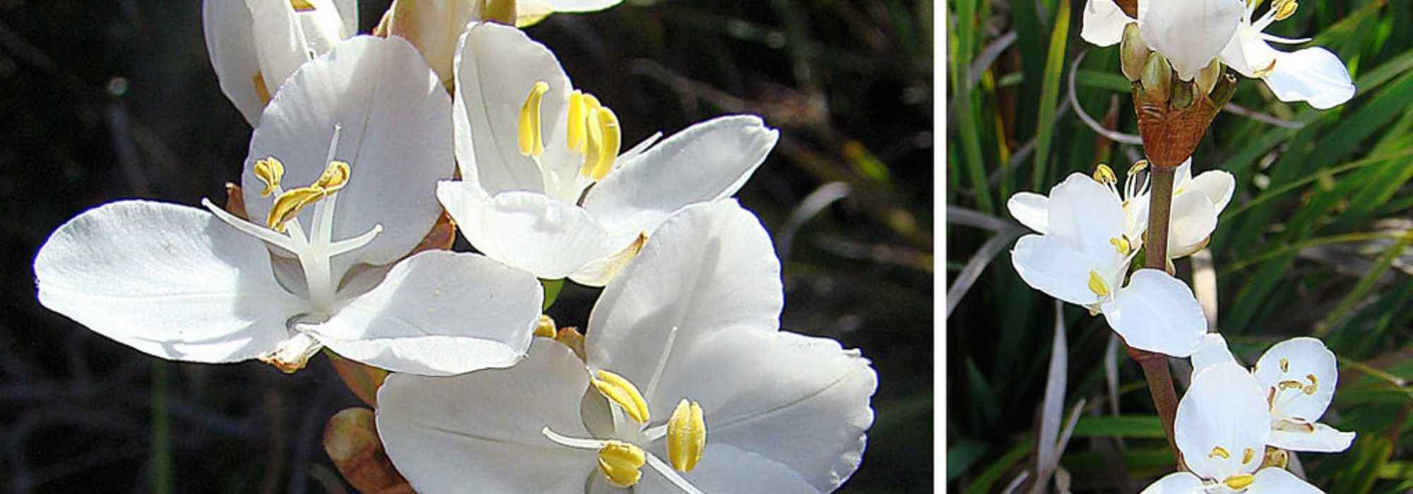 Pairing ideas with libertias