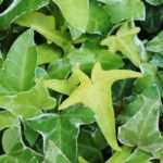 6 ivies to discover!