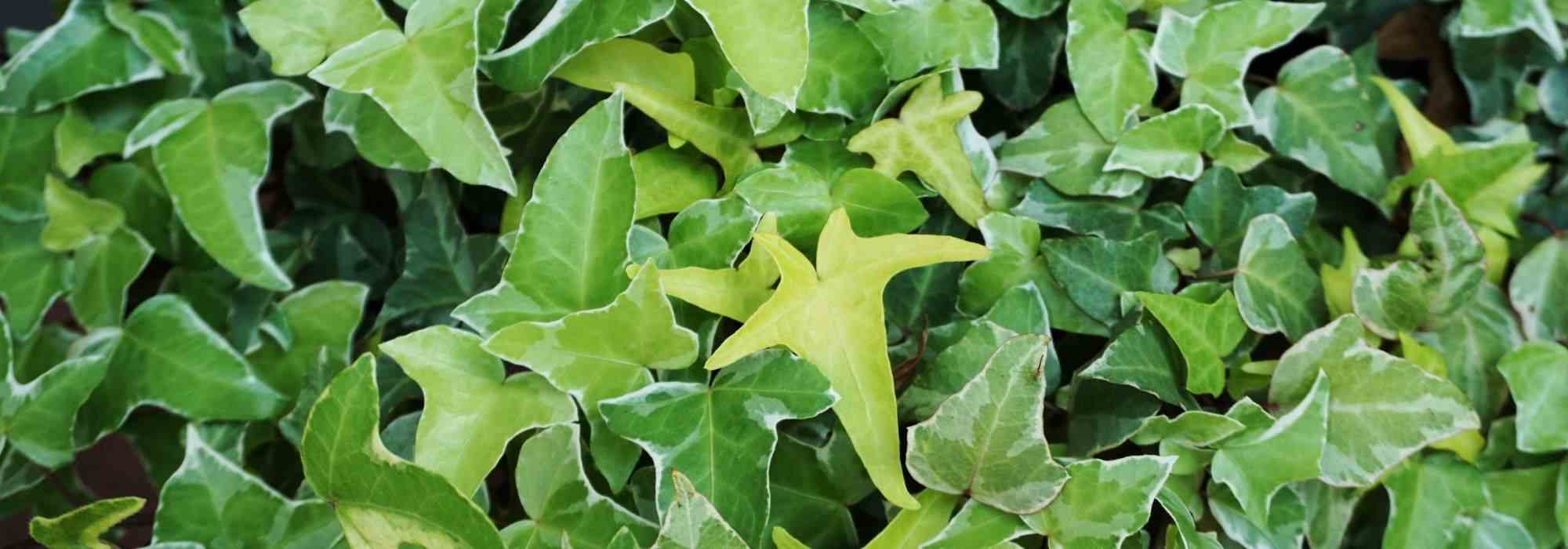 6 ivies to discover!