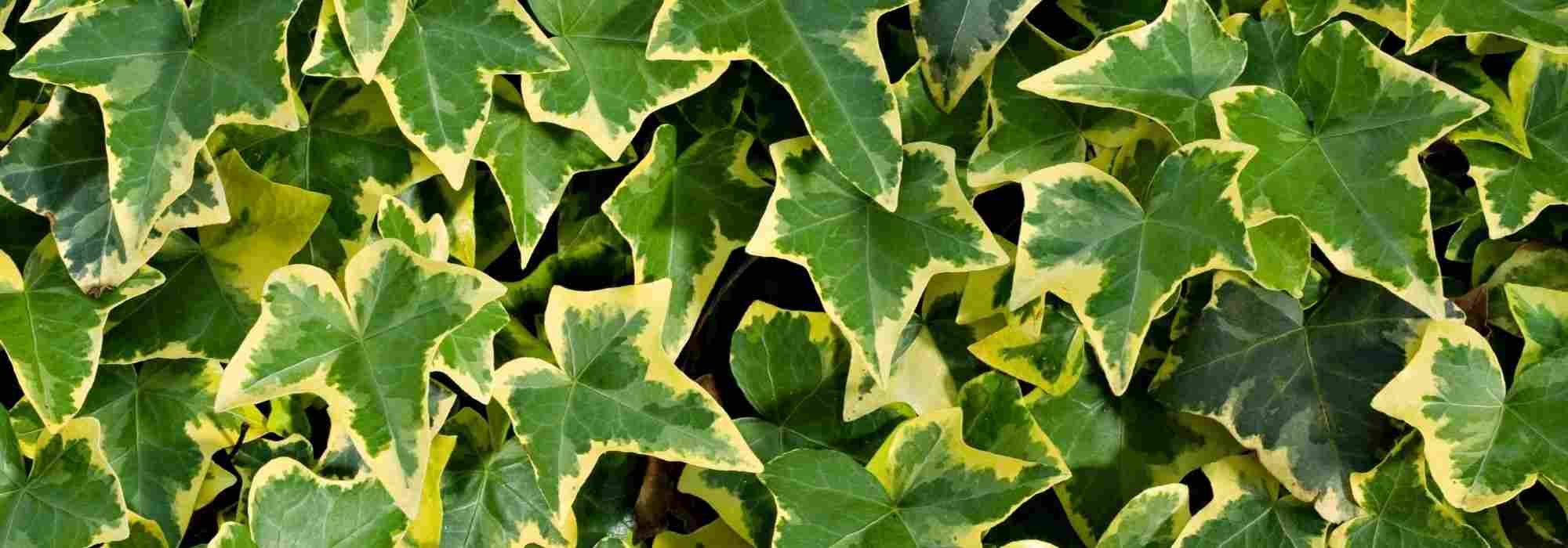 Ivy: the most beautiful variegated leaf varieties