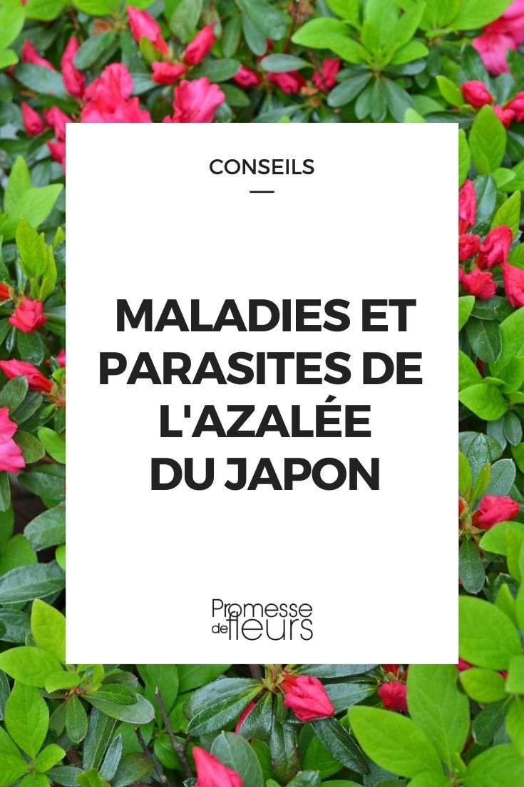 Parasitic Disease of Japanese Azalea