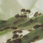 Diseases and pests of Bougainvillea