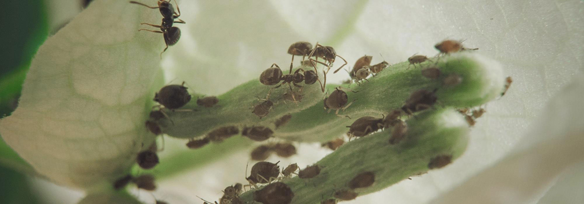 Diseases and pests of Bougainvillea