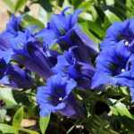 How to propagate gentian?