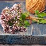 How to dry and use oregano?