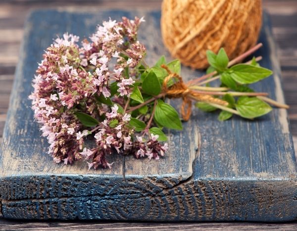 How to dry and use oregano?