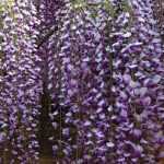 8 climbing plants: the most melliferous