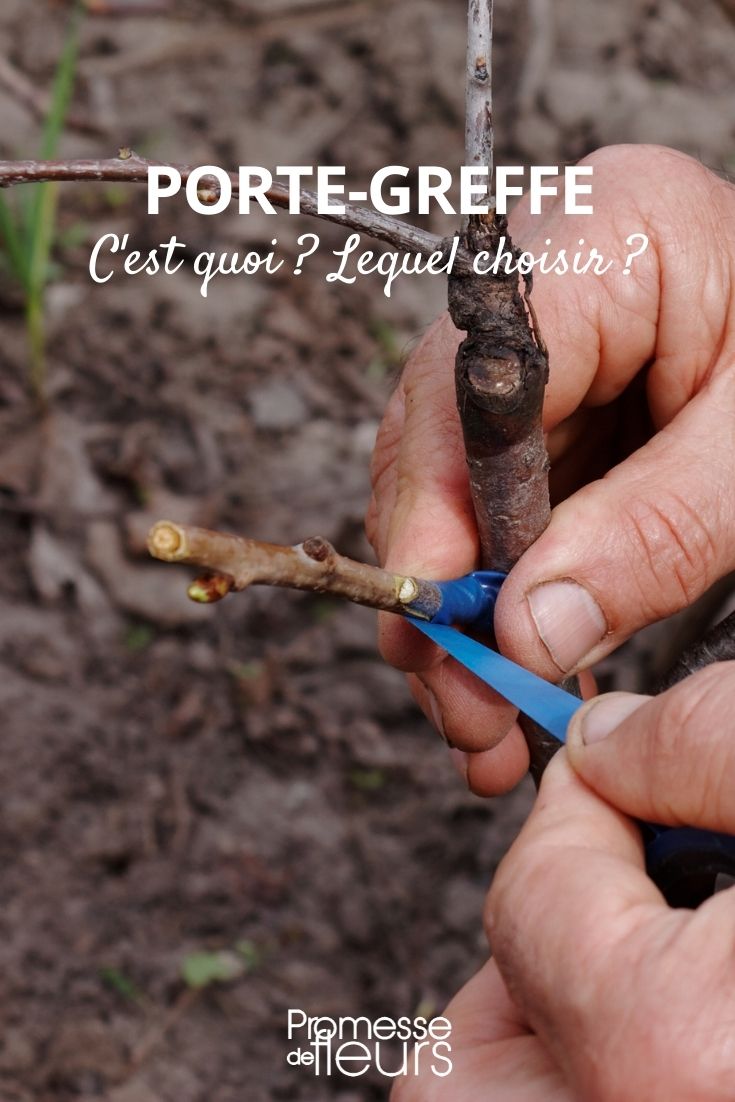 Graft Rootstock: What Is It and Which One to Choose