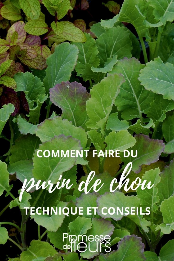 Cabbage Manure Tutorial