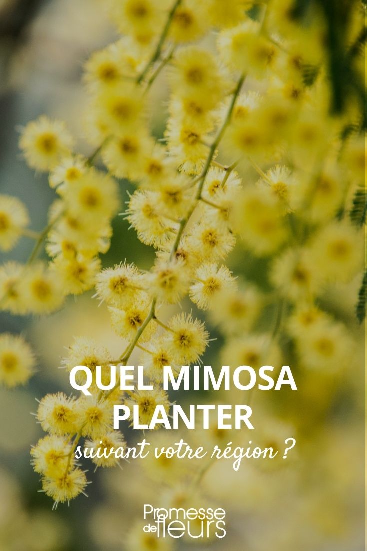 Which Mimosa to Plant